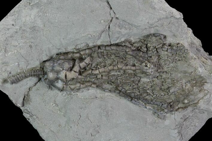 Crinoid (Abrotocrinus) Fossil - Crawfordsville, Indiana #94750